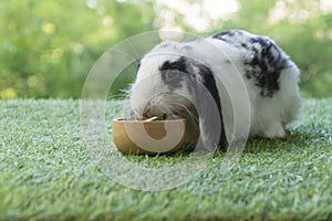 Adorable Holland lop rabbit bunny eating dry alfalfa hay field in pet bowl sitting on green grass over bokeh green background.