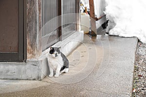 Adorable homeless Japanese fat black and white cat white with yellow eye sit beside wooden door and background snow behind