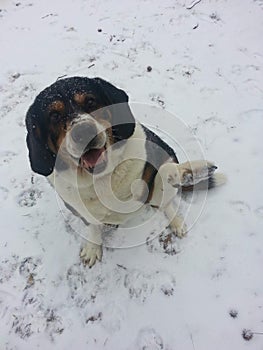 Adorable hound dog in the snow
