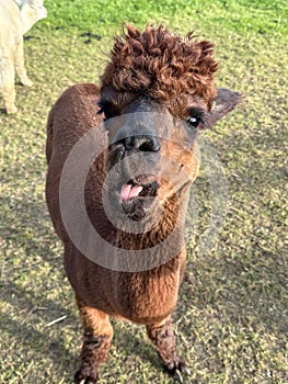 Adorable Huacaya alpaca in a field