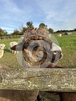 Adorable Huacaya alpaca in a field