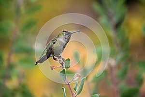 Adorable hummingbird perched atop a delicate twiggy plant