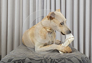 Adorable hungry dog chewing a bone indoors