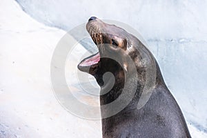 Adorable hungry sea lion seal with opened mouth and smooth wet skin head shoot