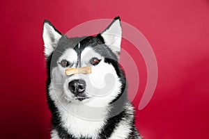 Adorable husky dog with tasty treat on nose against color background