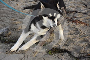 Adorable husky puppy chewing on a beach log