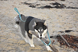 Adorable husky puppy running on a beach playing