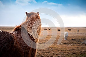 Adorable Icelandic horses in the field, Iceland road trip