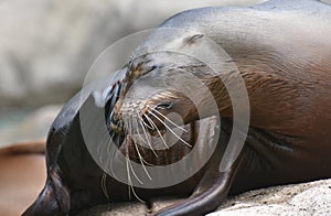 Adorable Shot of a Silky Looking Sea Lion photo