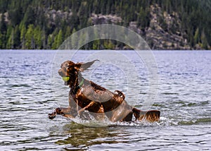 Adorable Irish setter playing in the water