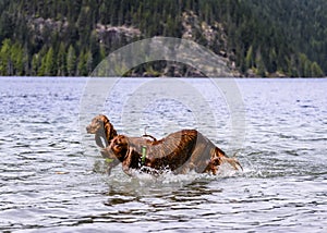 Adorable Irish setters playing in the water