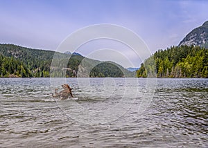 Adorable Irish setters playing in the water