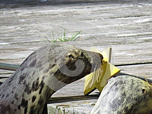 Adorable Isolated Seal Sea Lion Head Touching Star Target with Nose