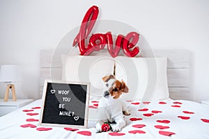 Adorable jack russell dog on bed at home by letter board Woof you be mine. Valentines concept