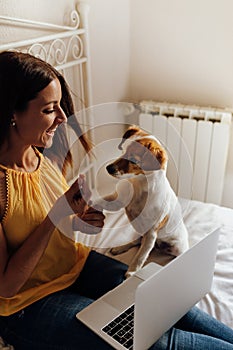 Adorable jack russell dog training by a woman to shake paws. Getting a cookie as a treat for good behavior from the hand of its