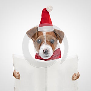 Adorable jack russell terrier dog wearing a christmas hat