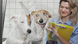 Adorable jack russell terrier dogs on examination table at veterinary clinic