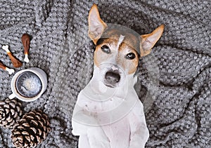 Adorable jack russell terrier lying on blanket with cup of coffee and treats