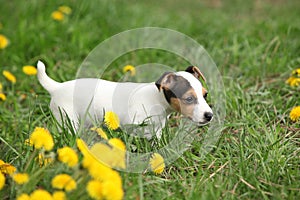Adorable jack russell terrier puppy
