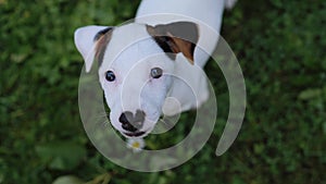 Adorable Jack Russell terrier puppy portrait on grass background.