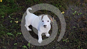 Adorable Jack Russell terrier puppy portrait on grass background.