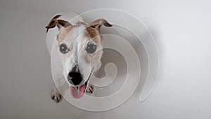 Adorable Jack Russell Terrier on white background