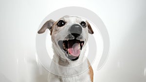 Adorable Jack Russell Terrier on white background