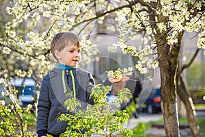 Adorable kid boy portrait in blooming cherry garden, walking outdoor. child exploring flowers on bloom tree