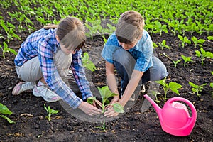 Adorable kids care the sprouts on field