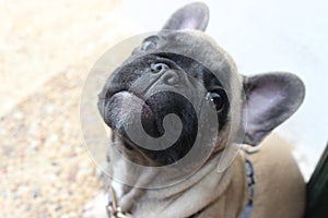 Cutie adorable Pug yawning kind and loving