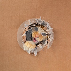 Adorable kitten clawing and biting at hole in cardboard box. Ginger tabby cat