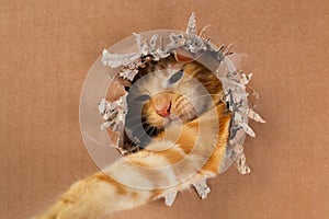 Adorable kitten clawing and biting at hole in cardboard box. Ginger tabby cat