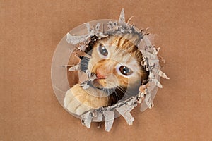 Adorable kitten clawing and biting at hole in cardboard box. Ginger tabby cat