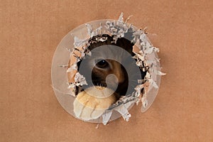 Adorable kitten clawing and biting at hole in cardboard box. Ginger tabby cat