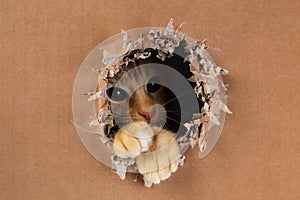 Adorable kitten clawing and biting at hole in cardboard box. Ginger tabby cat