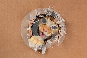 Adorable kitten clawing and biting at hole in cardboard box. Ginger tabby cat