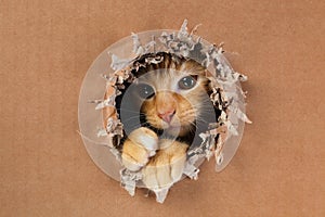 Adorable kitten clawing and biting at hole in cardboard box. Ginger tabby cat