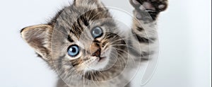 The adorable kitten playfully reaching out with its paw..AI generated image