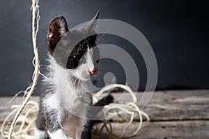 Adorable kitten playing with natural worsted photo