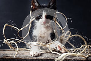 Adorable kitten playing with natural worsted photo