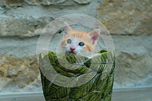 Adorable kitten poking its head out of a potted plant