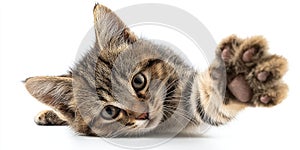 The adorable kitten reaching out with its paw in a playful pose. AI generated image