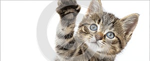 The adorable kitten reaching up with a playful gesture in a studio setting..AI generated image