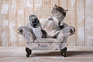 Adorable Kitten Relaxing on Couch With Remote