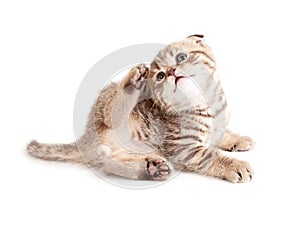Adorable kitten scratching img