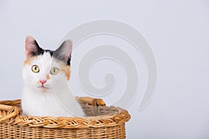 Adorable kitten sitten in a wooden basket looking to camera curious with big focused eye