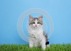 Adorable kitten sitting in green grass