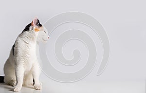 Adorable kitten sitting  looking to left . Lovely little white cat with black and yellow spots posing on grey background with copy