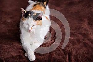 Adorable kitten sleeping on a sofa. Lovely little white cat sleeping on a blanket