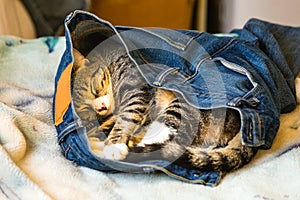 An adorable kitten sleeping in someones blue jeans on a bed